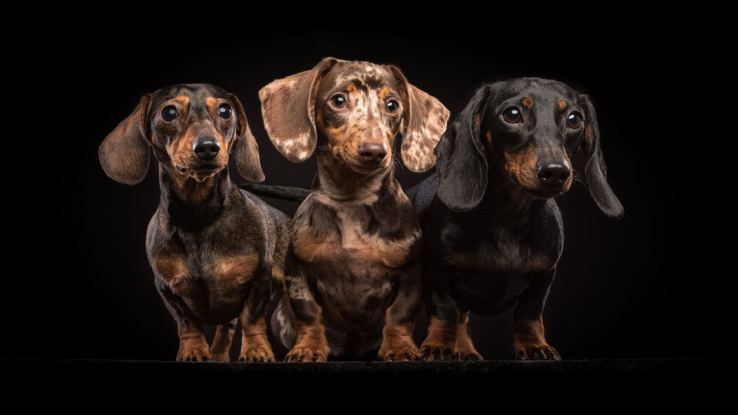 Dachshunds at the charity meet-up