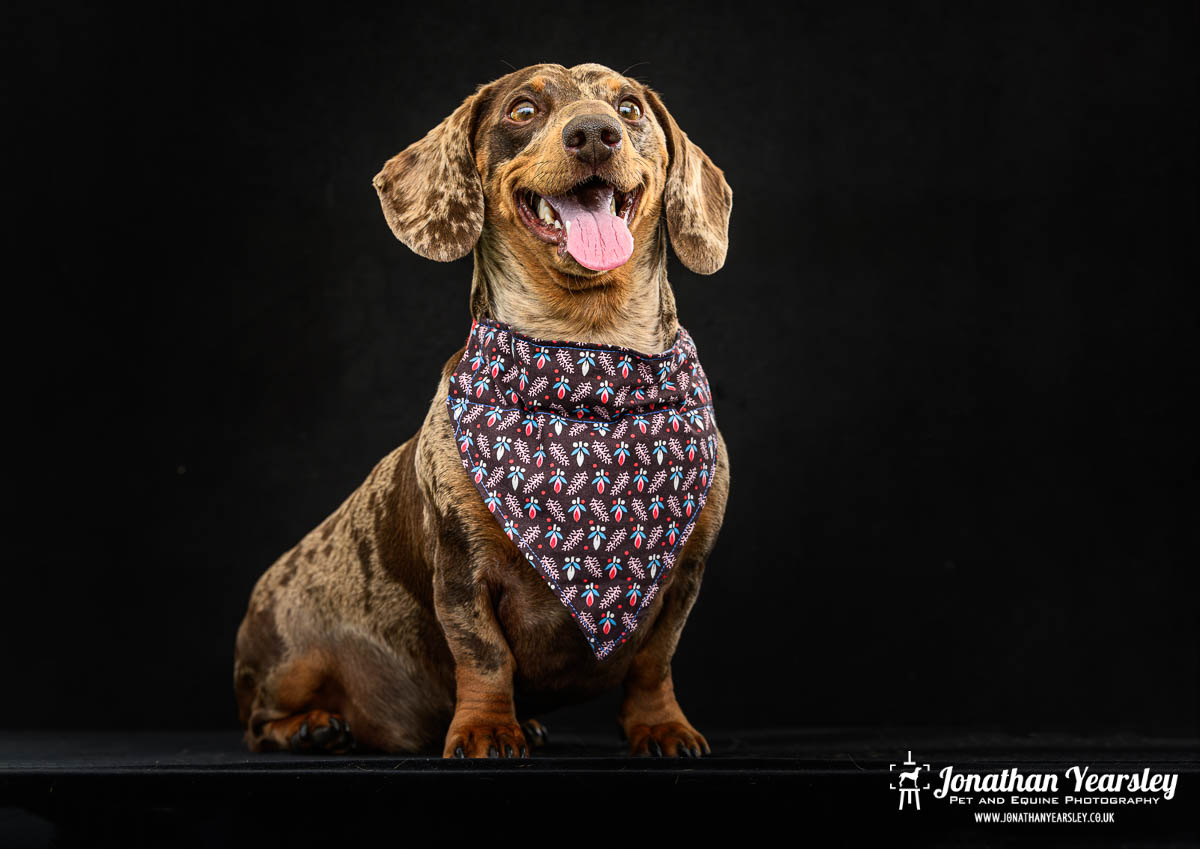 Jonathan Yearsley Chester Dachshund 10