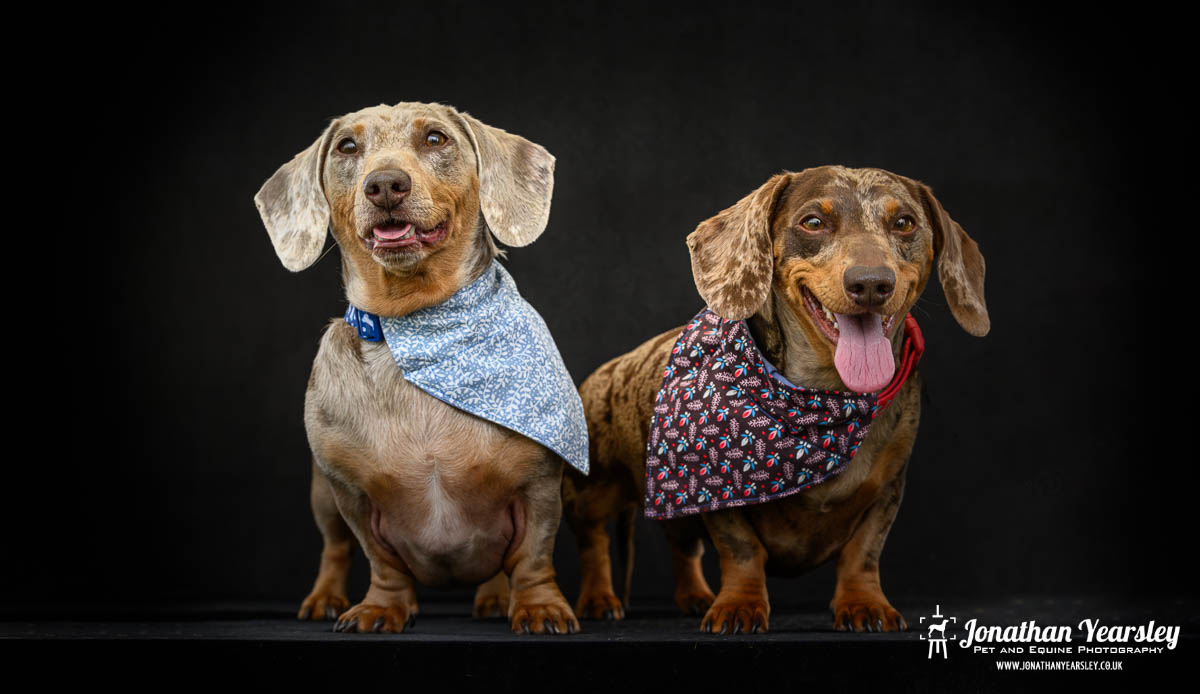 Jonathan Yearsley Chester Dachshund 11