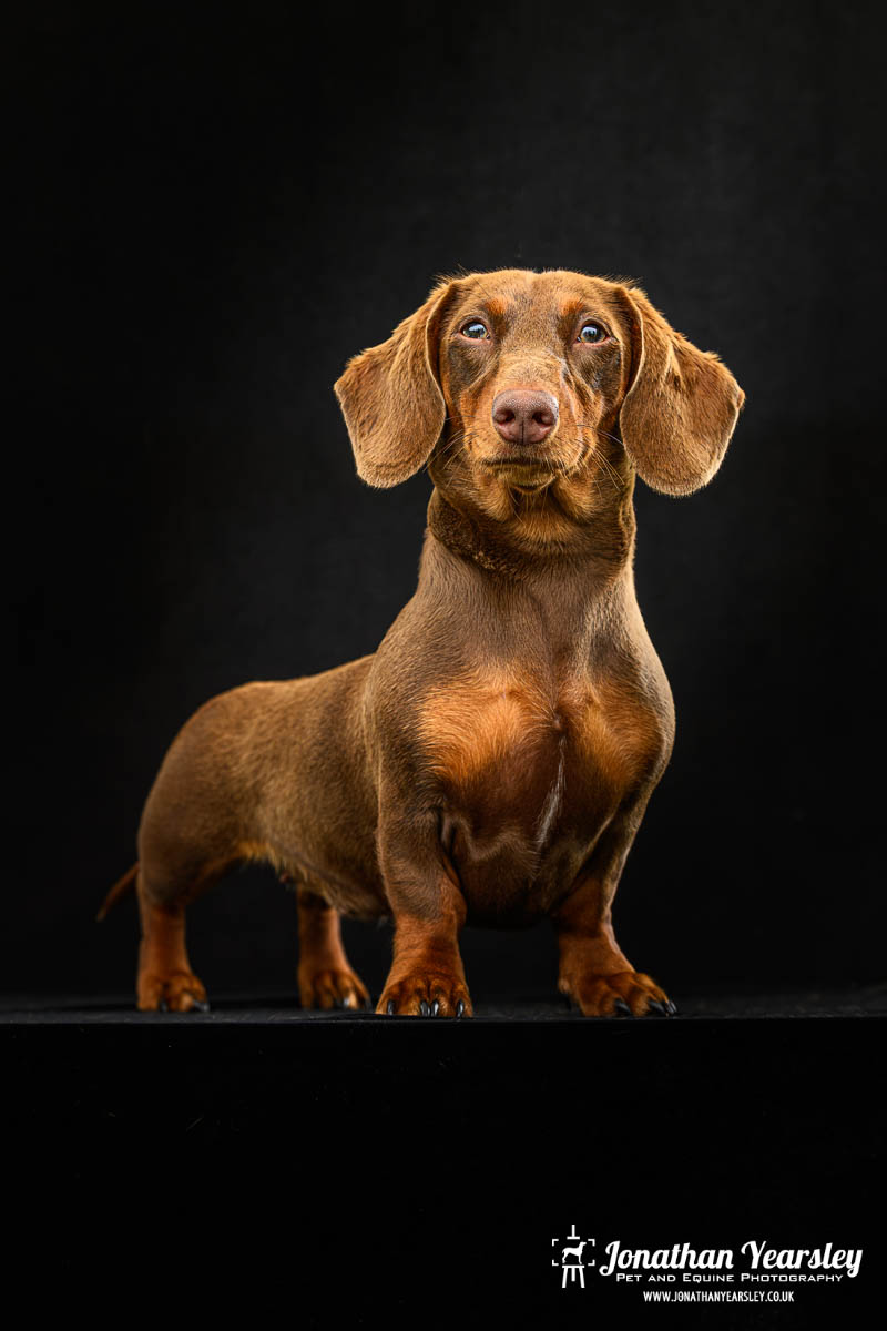 Jonathan Yearsley Chester Dachshund 12