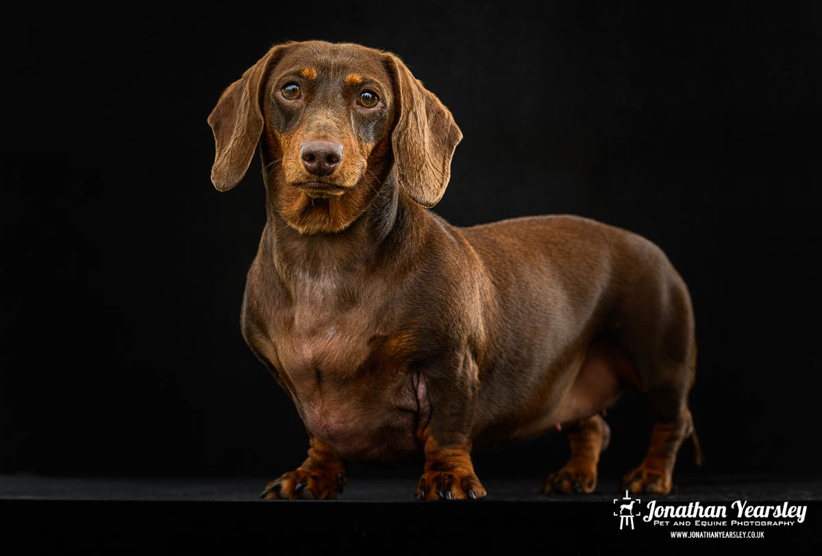 Jonathan Yearsley Chester Dachshund 13