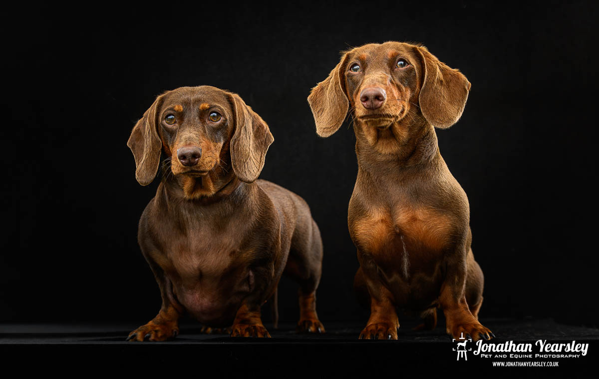 Jonathan Yearsley Chester Dachshund 14