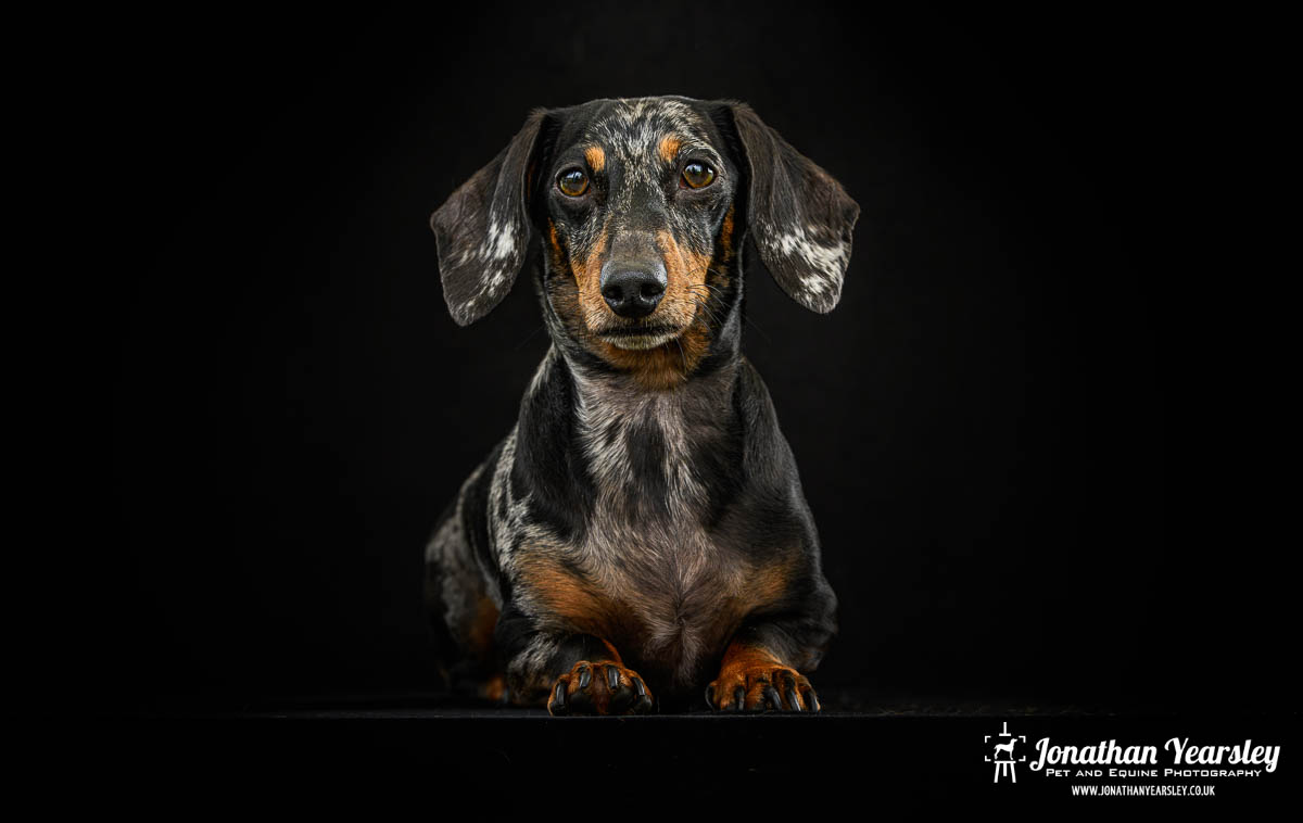 Jonathan Yearsley Chester Dachshund 15