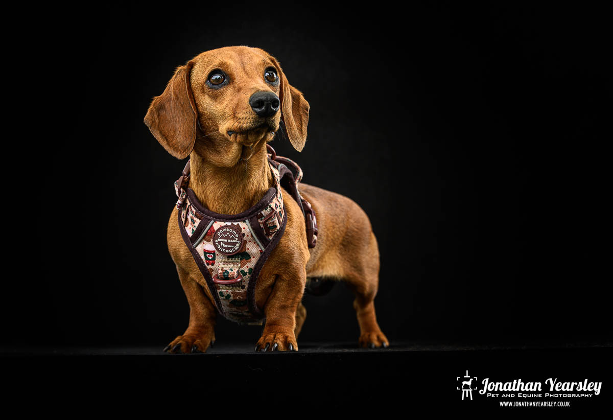 Jonathan Yearsley Chester Dachshund 16