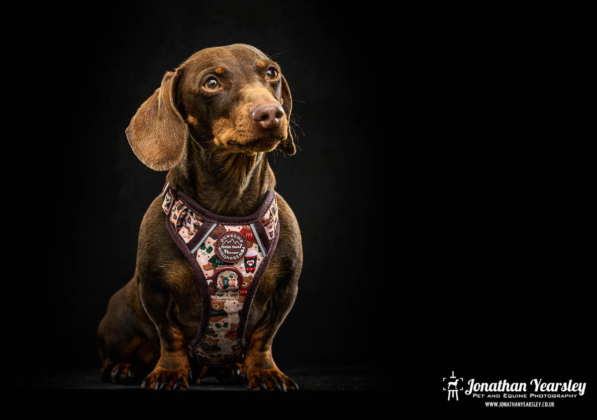Jonathan Yearsley Chester Dachshund 17