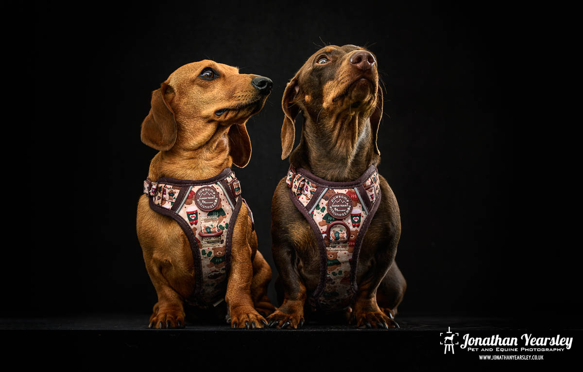 Jonathan Yearsley Chester Dachshund 18