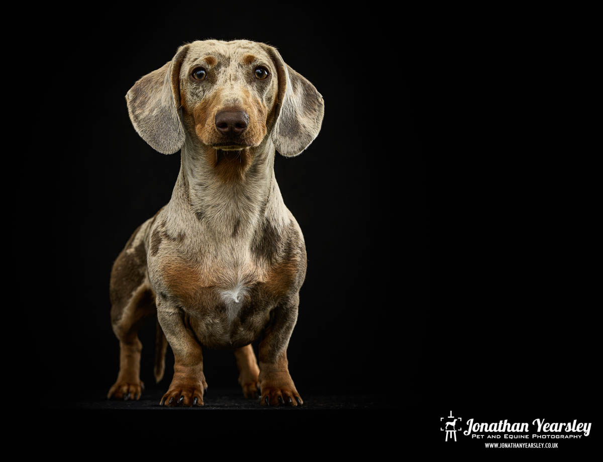 Jonathan Yearsley Chester Dachshund 19