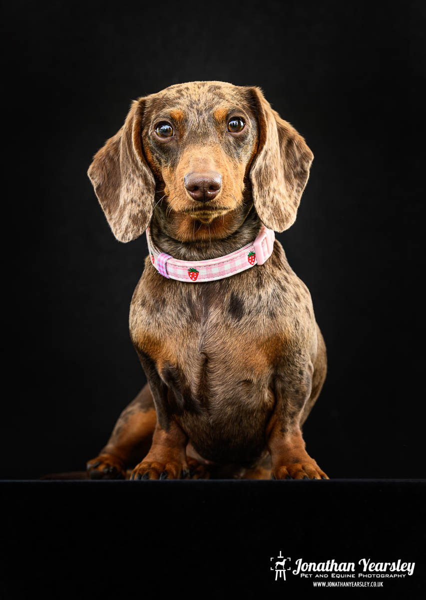 Jonathan Yearsley Chester Dachshund 2