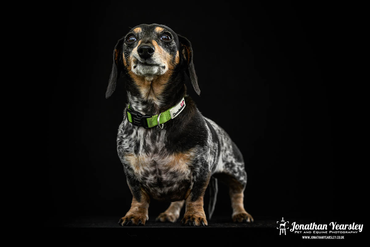 Jonathan Yearsley Chester Dachshund 20