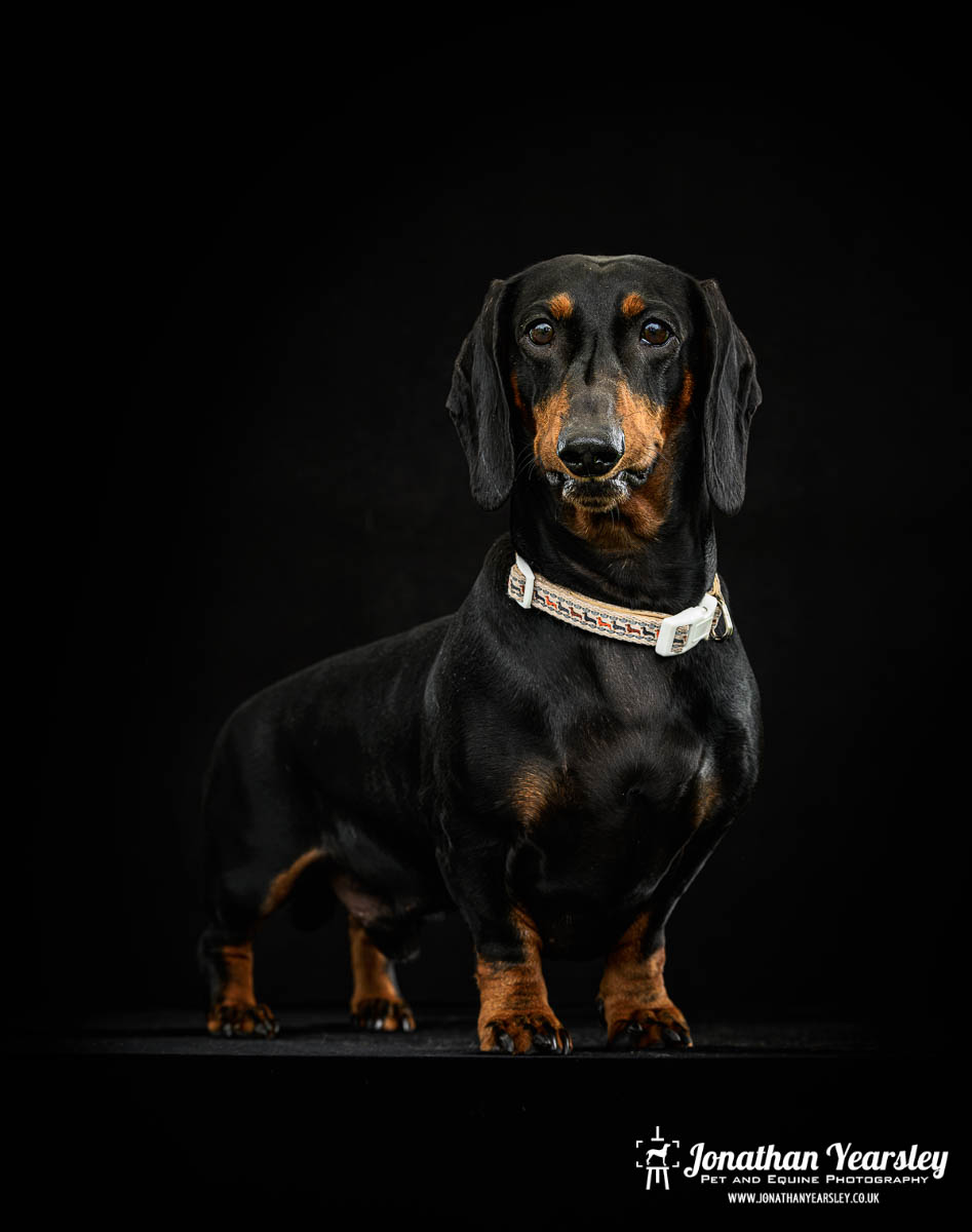 Jonathan Yearsley Chester Dachshund 21
