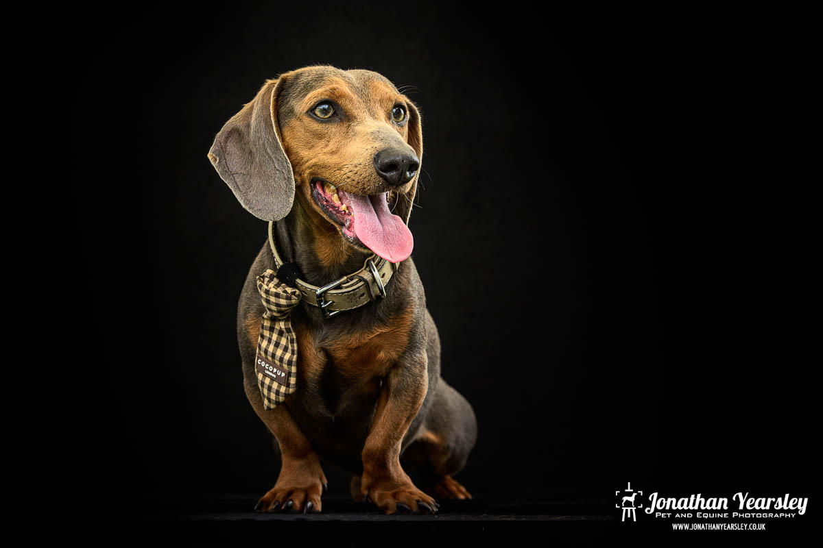 Jonathan Yearsley Chester Dachshund 22