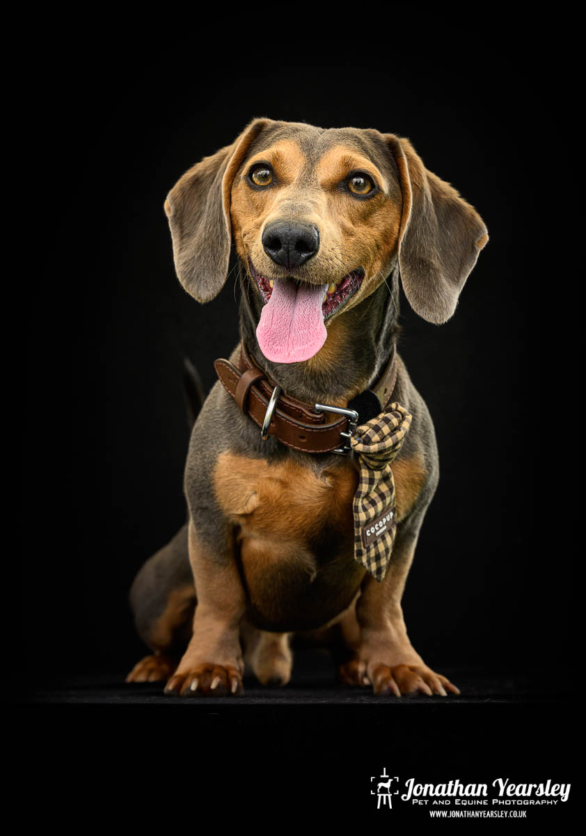 Jonathan Yearsley Chester Dachshund 23