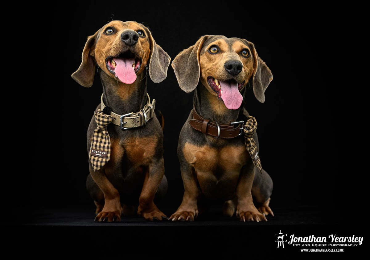 Jonathan Yearsley Chester Dachshund 24