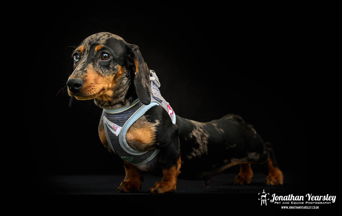 Jonathan Yearsley Chester Dachshund 25