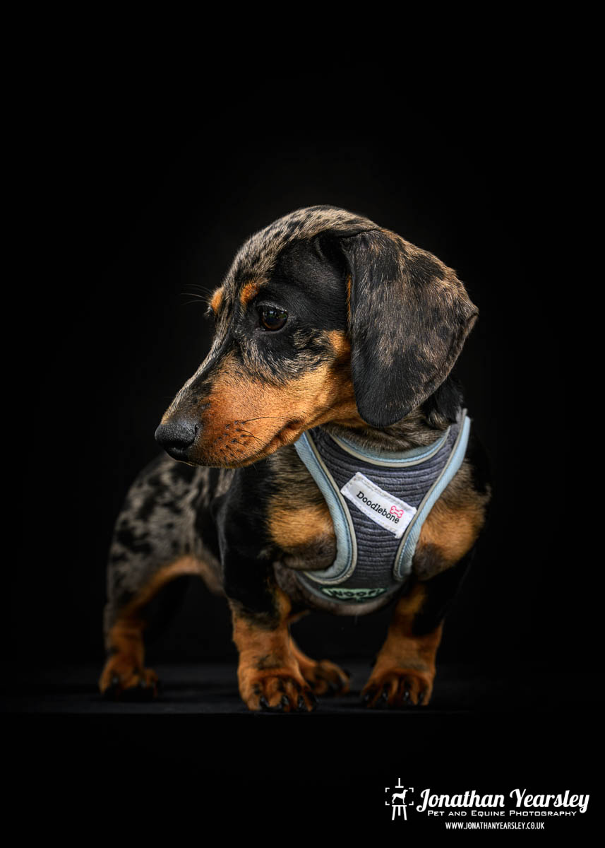 Jonathan Yearsley Chester Dachshund 26