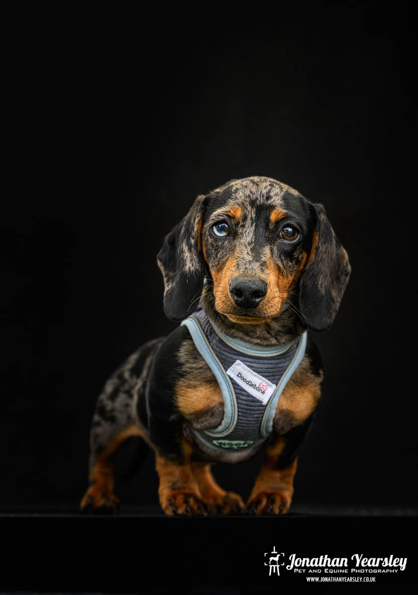 Jonathan Yearsley Chester Dachshund 27