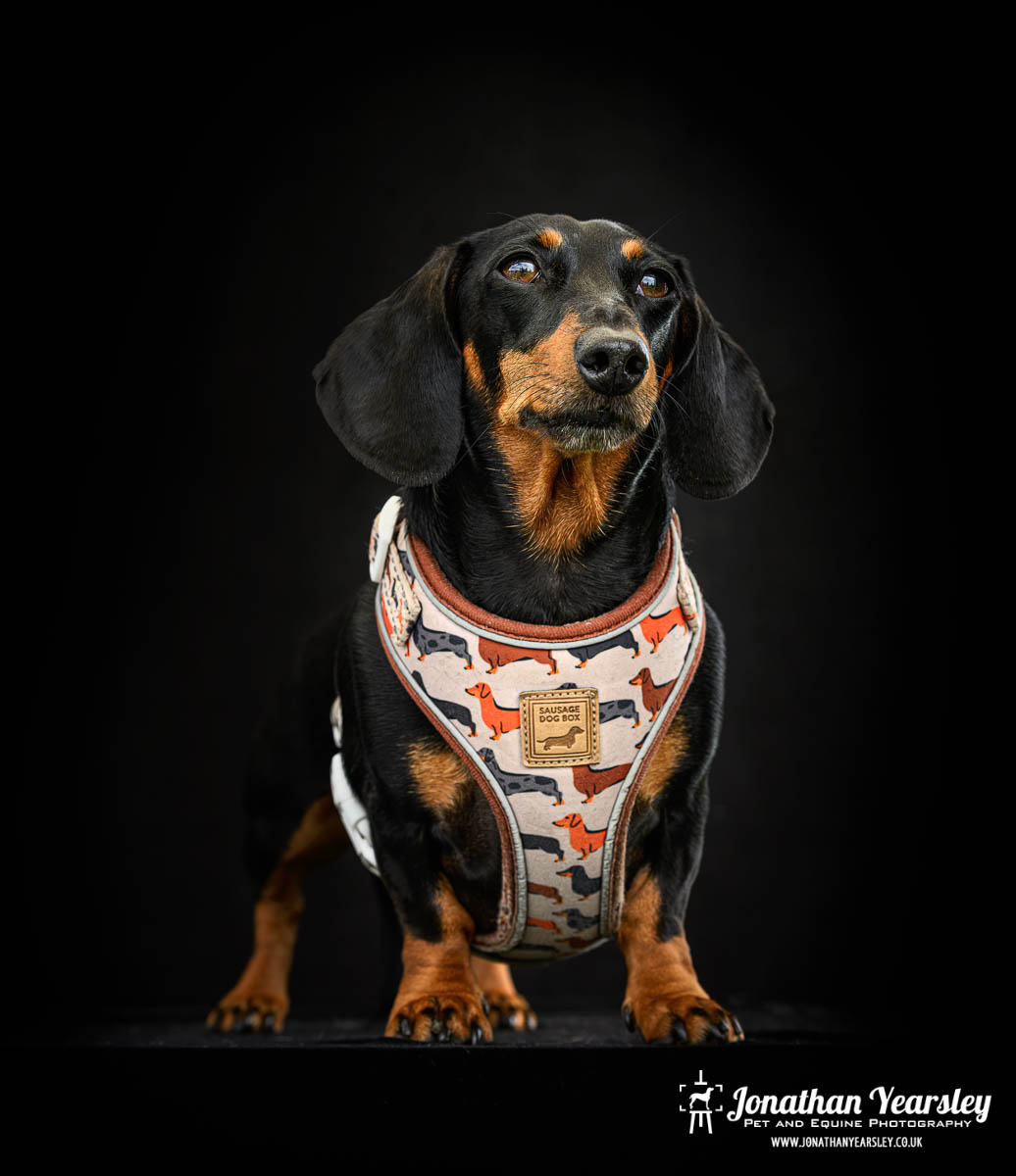 Jonathan Yearsley Chester Dachshund 28