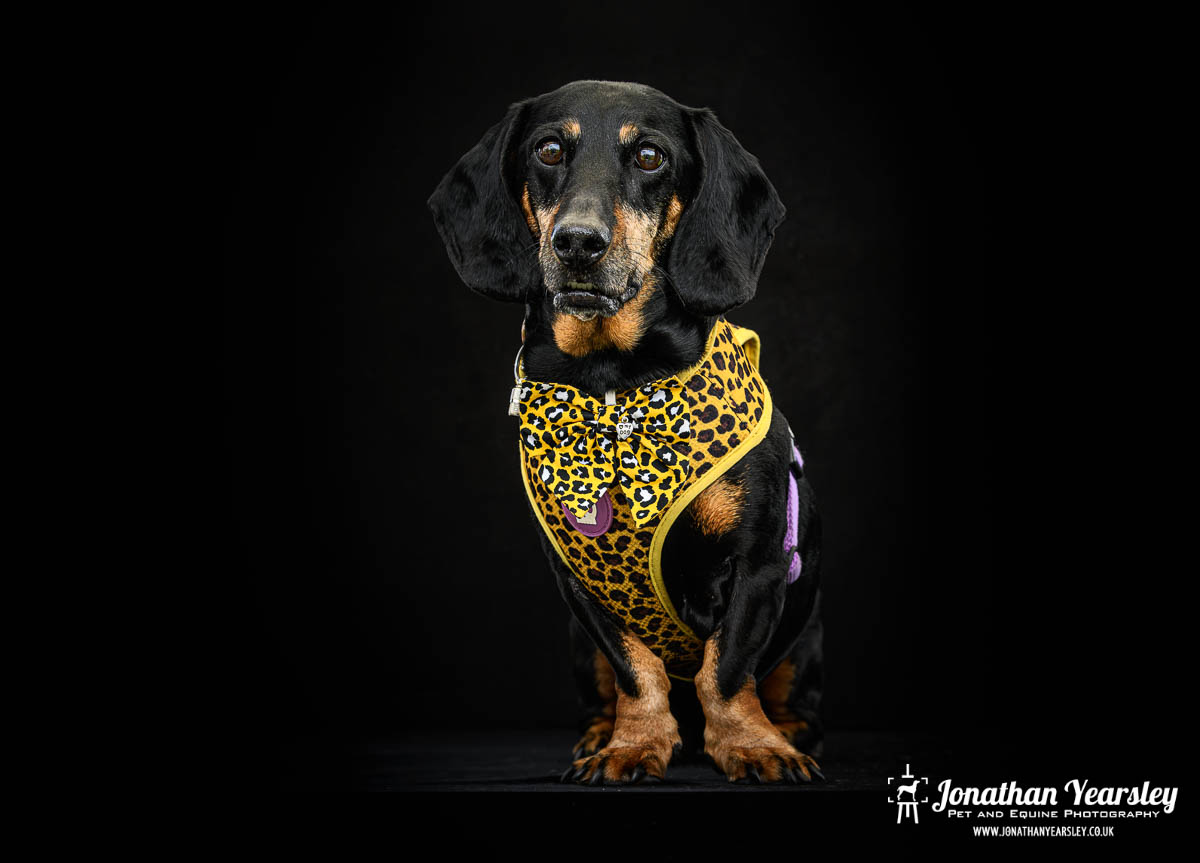 Jonathan Yearsley Chester Dachshund 29