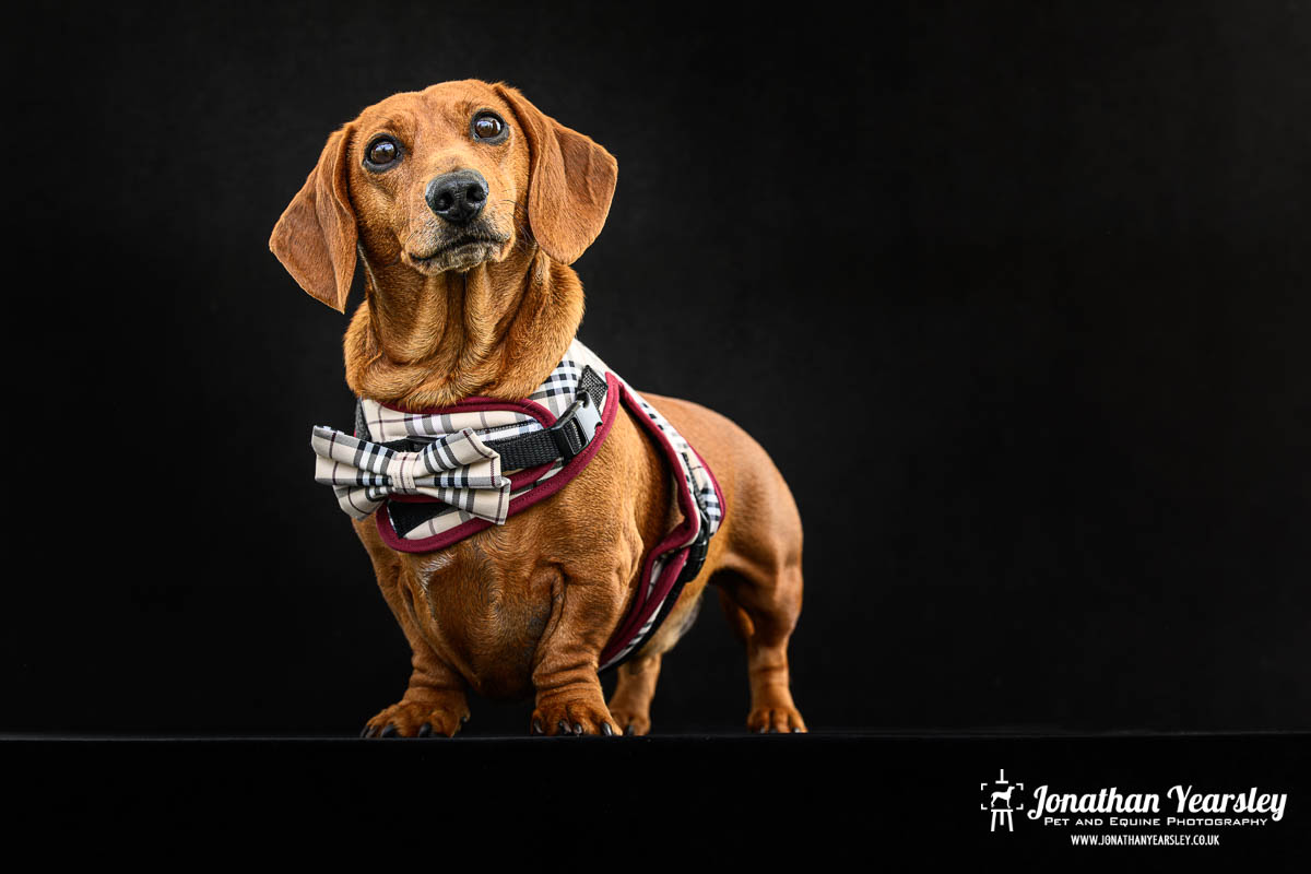 Jonathan Yearsley Chester Dachshund 3
