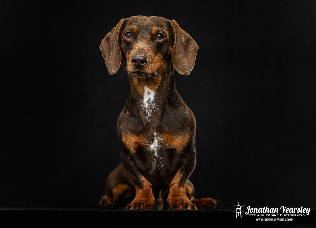 Jonathan Yearsley Chester Dachshund 31