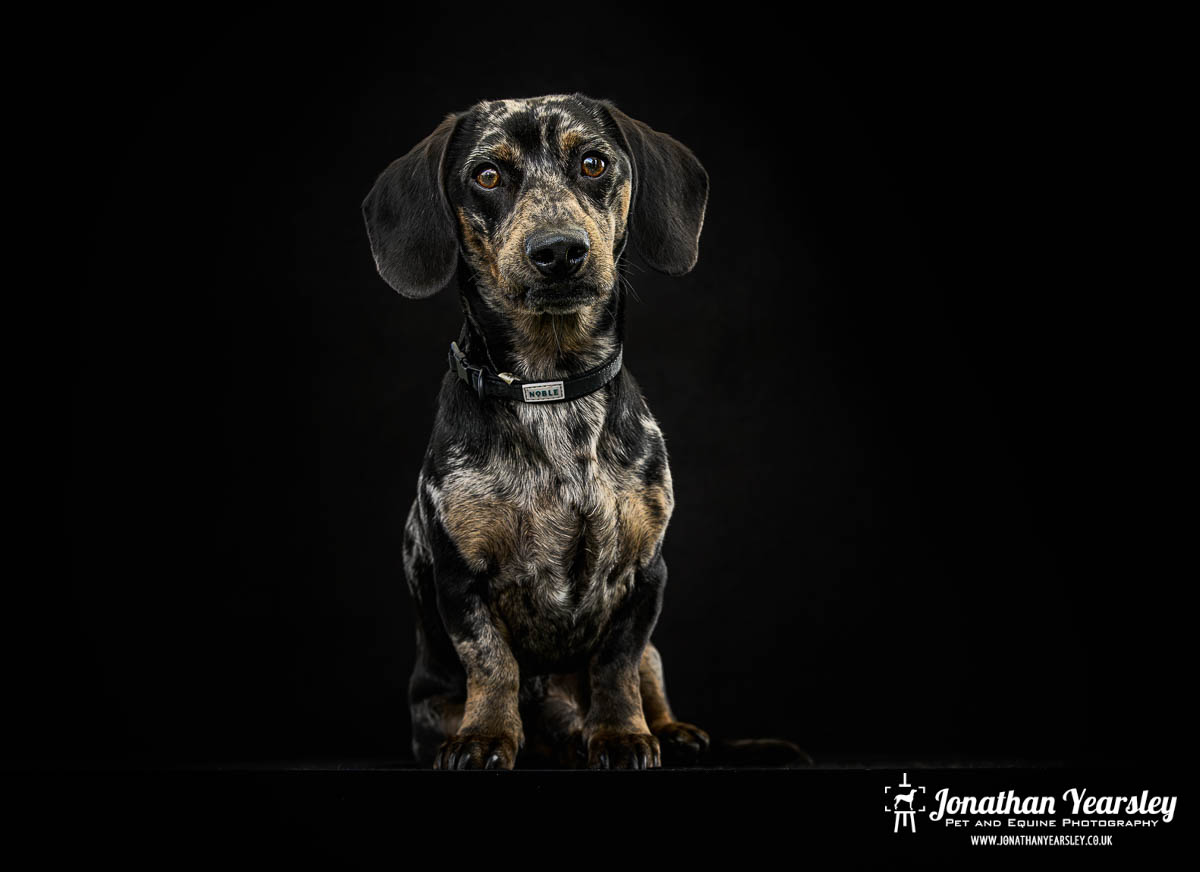 Jonathan Yearsley Chester Dachshund 32