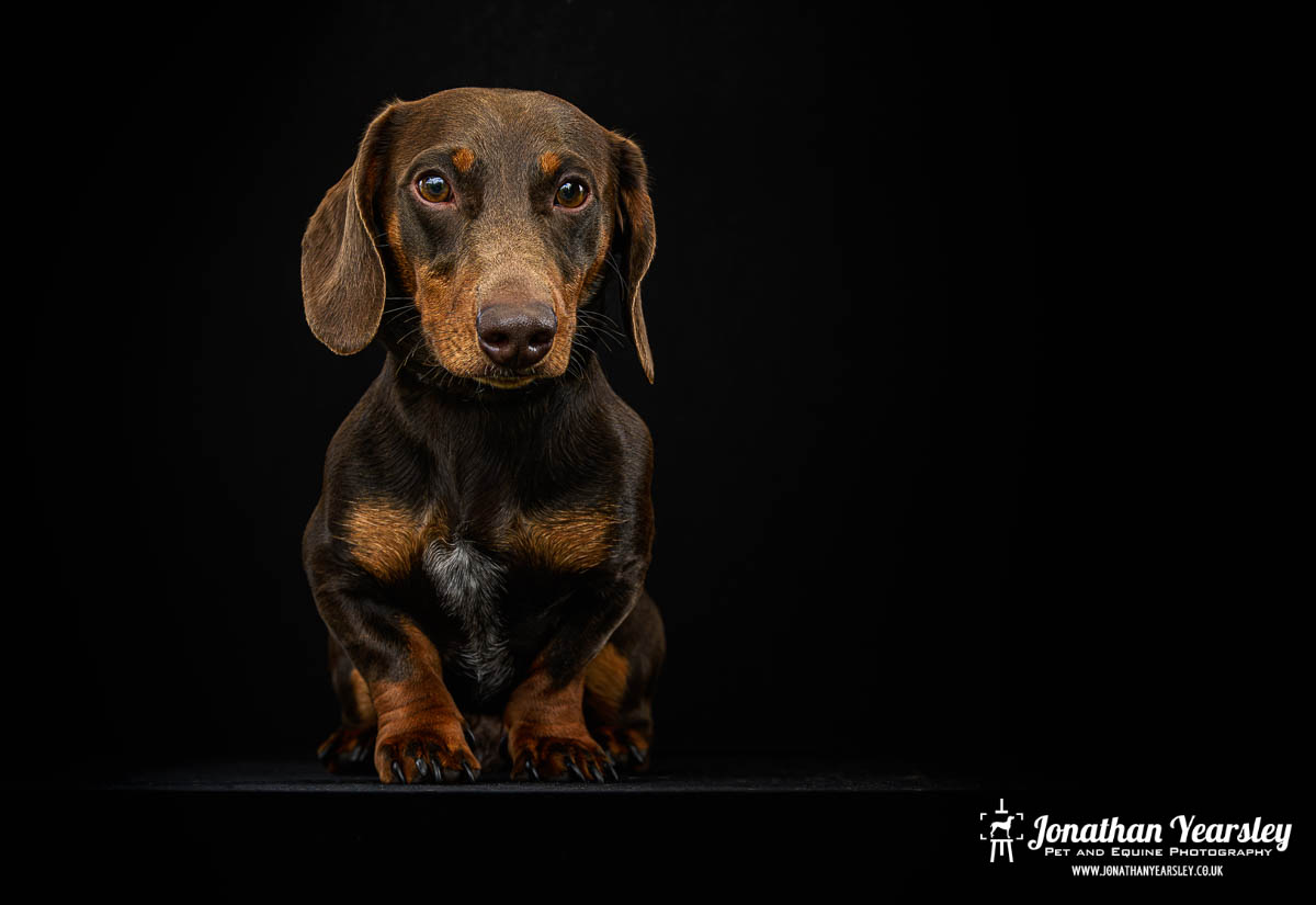 Jonathan Yearsley Chester Dachshund 33