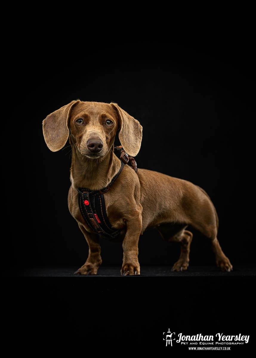 Jonathan Yearsley Chester Dachshund 34