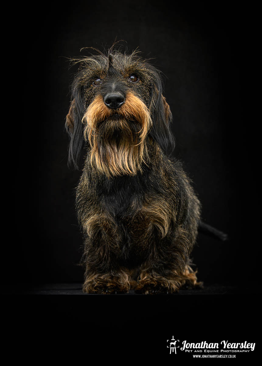 Jonathan Yearsley Chester Dachshund 35