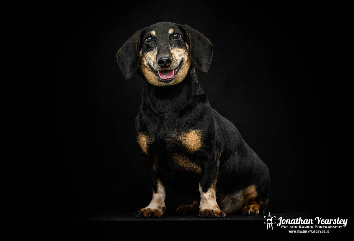 Jonathan Yearsley Chester Dachshund 36