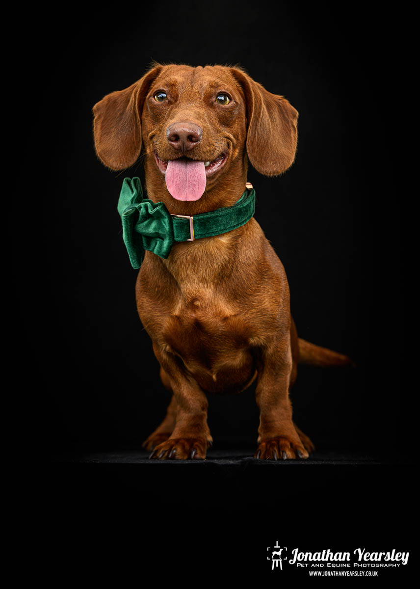 Jonathan Yearsley Chester Dachshund 37
