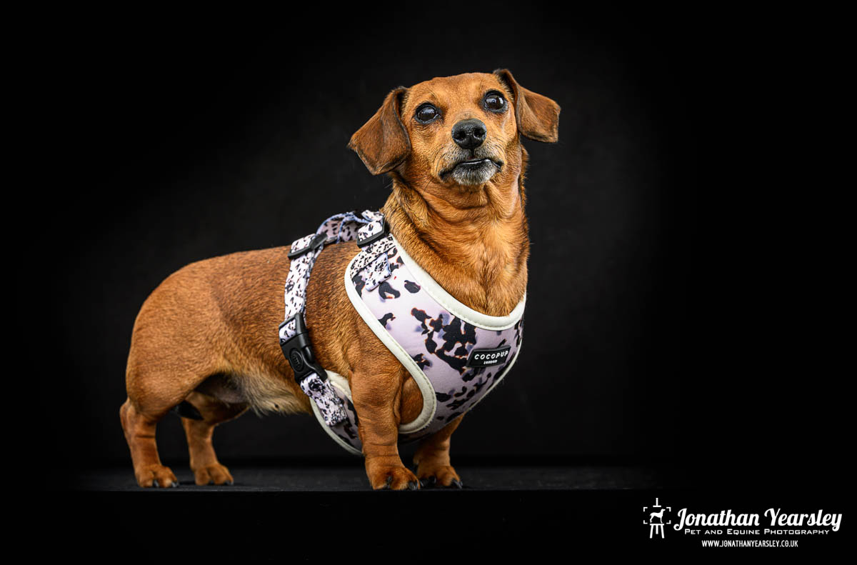 Jonathan Yearsley Chester Dachshund 38