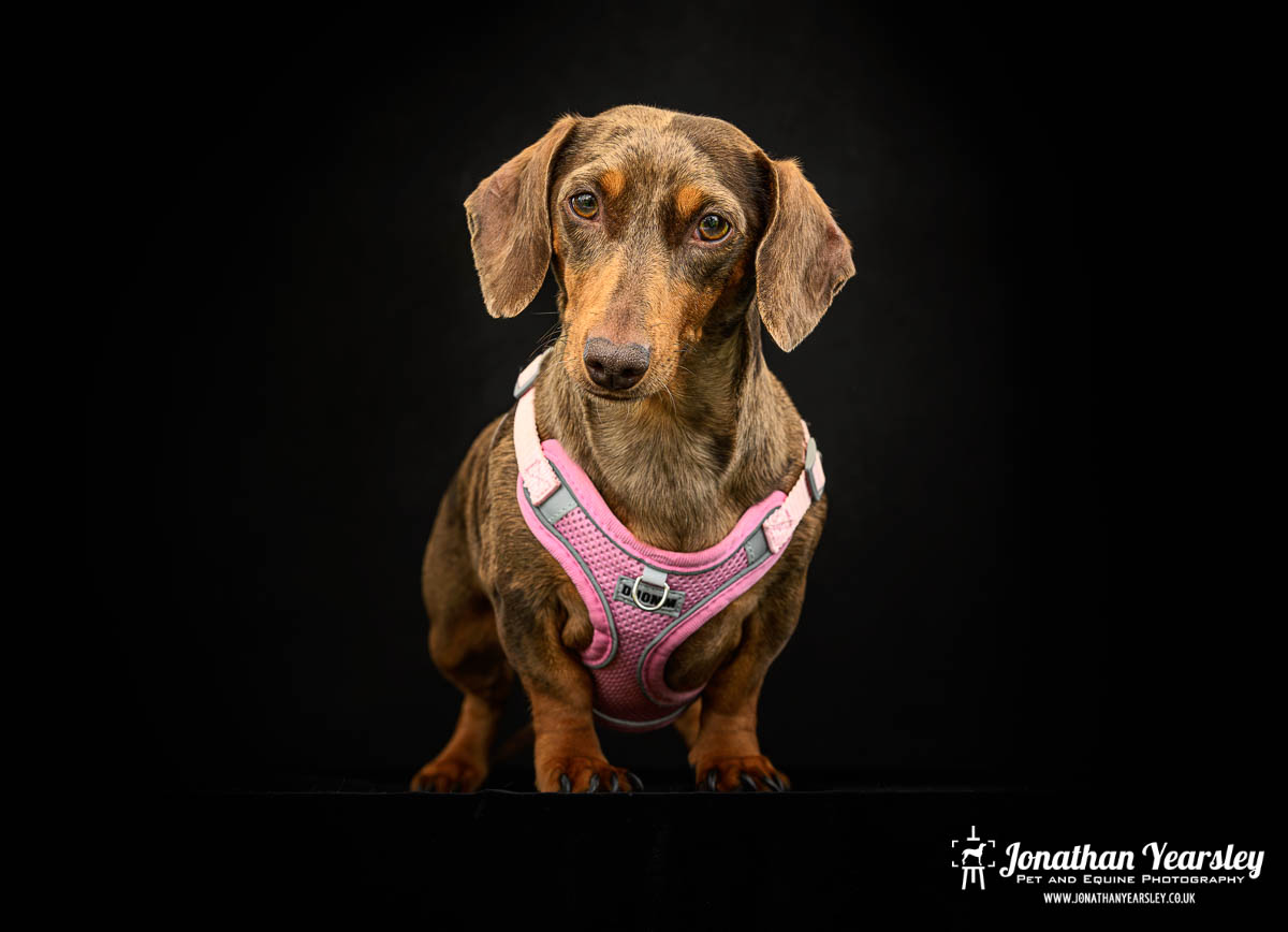 Jonathan Yearsley Chester Dachshund 39