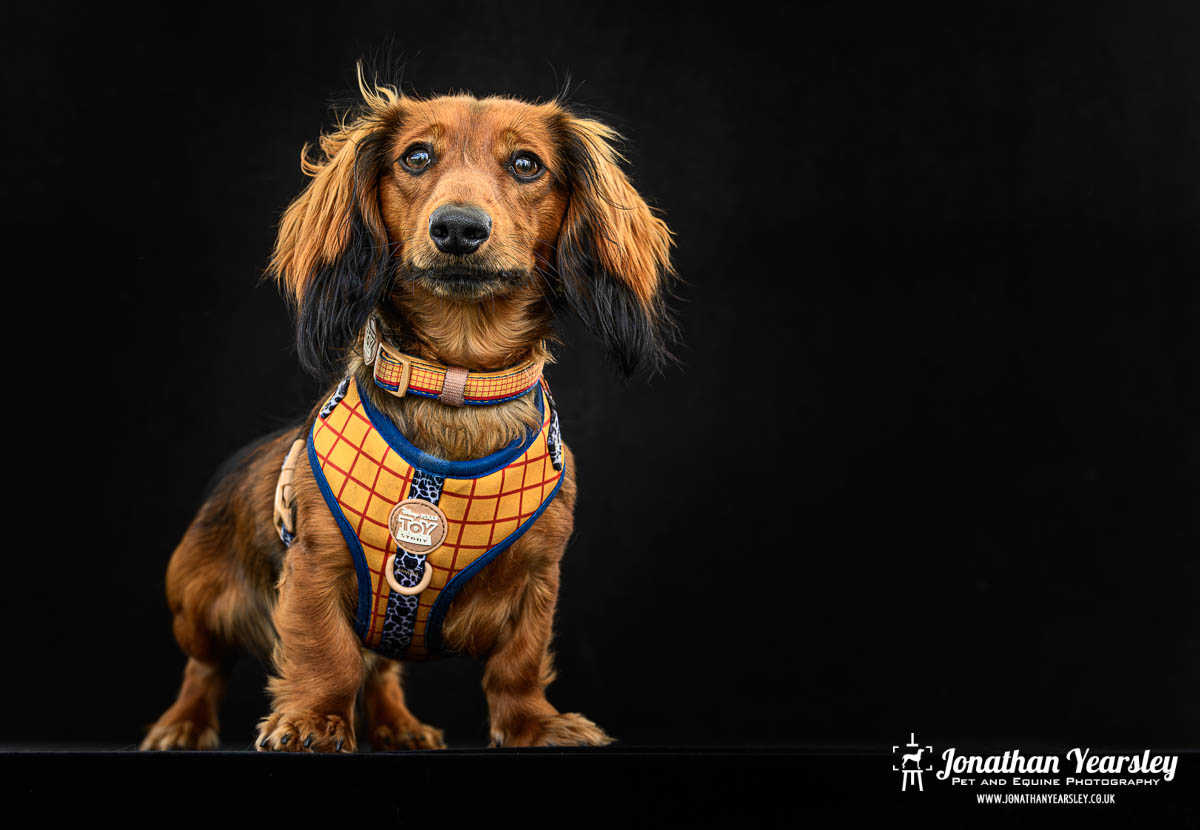 Jonathan Yearsley Chester Dachshund 4