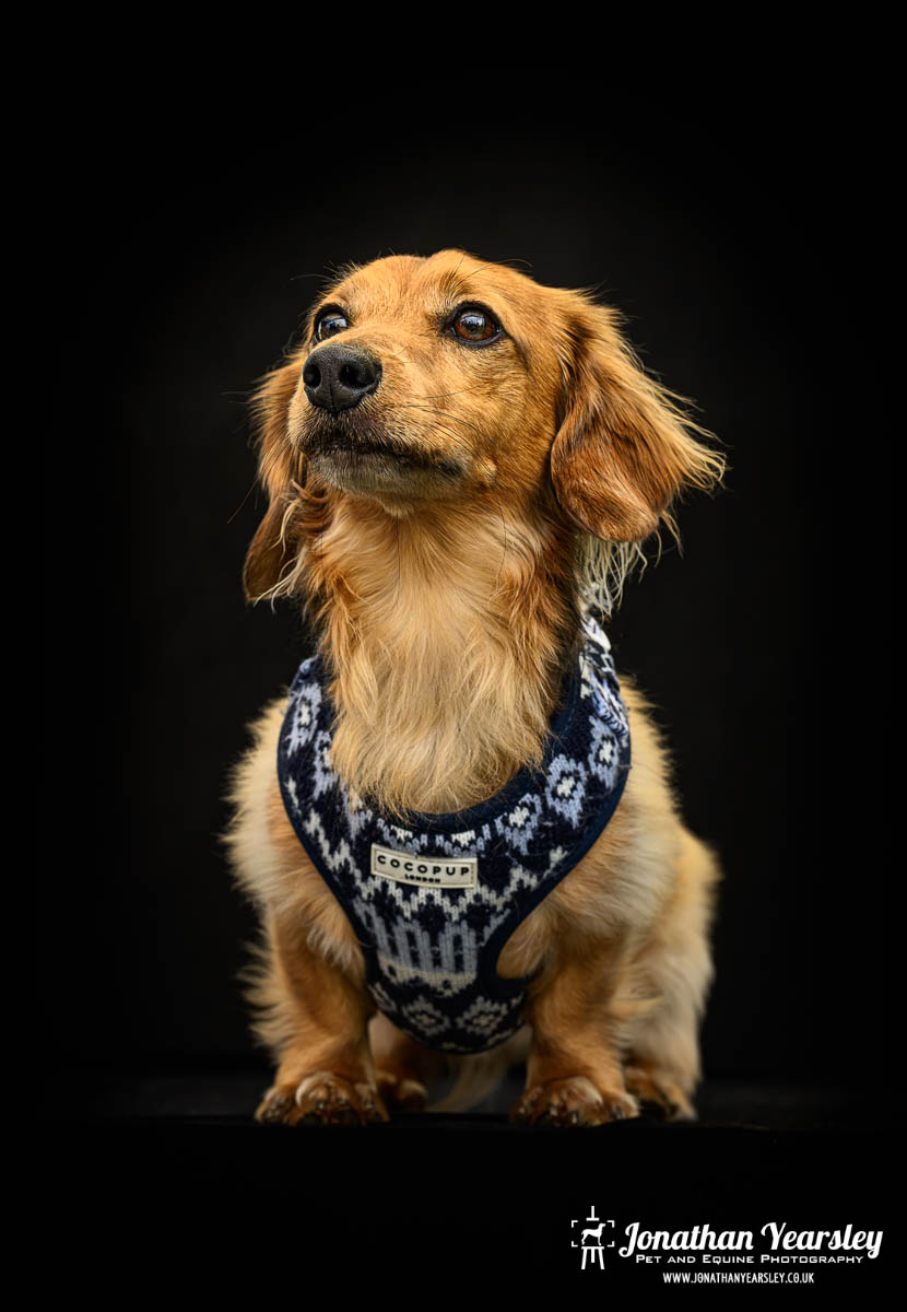 Jonathan Yearsley Chester Dachshund 40