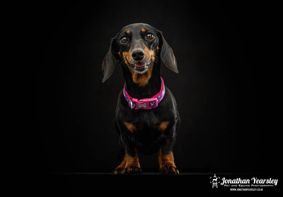 Jonathan Yearsley Chester Dachshund 41