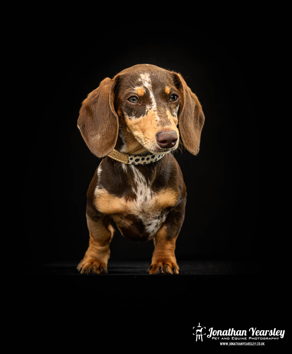 Jonathan Yearsley Chester Dachshund 42