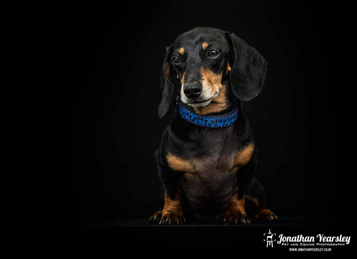 Jonathan Yearsley Chester Dachshund 43
