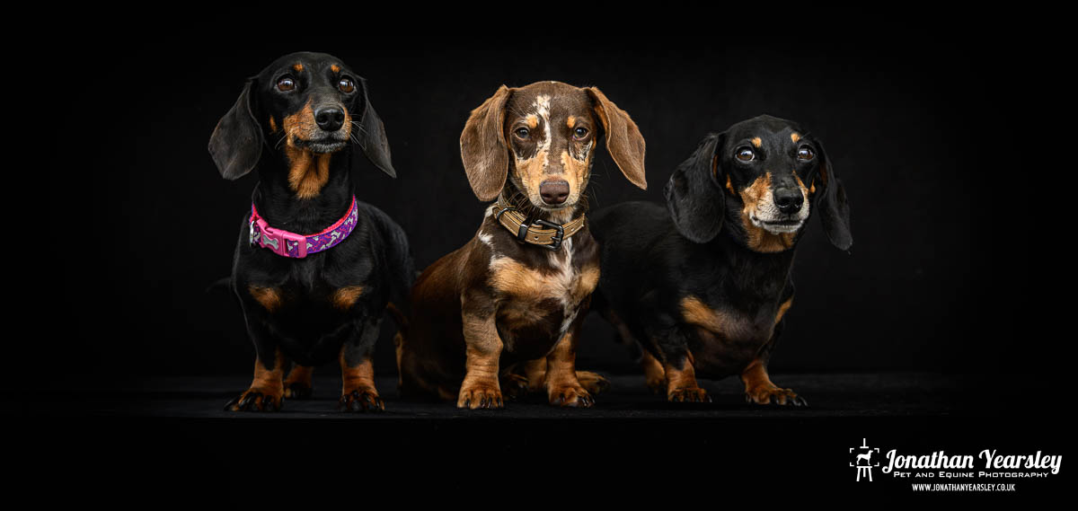 Jonathan Yearsley Chester Dachshund 44