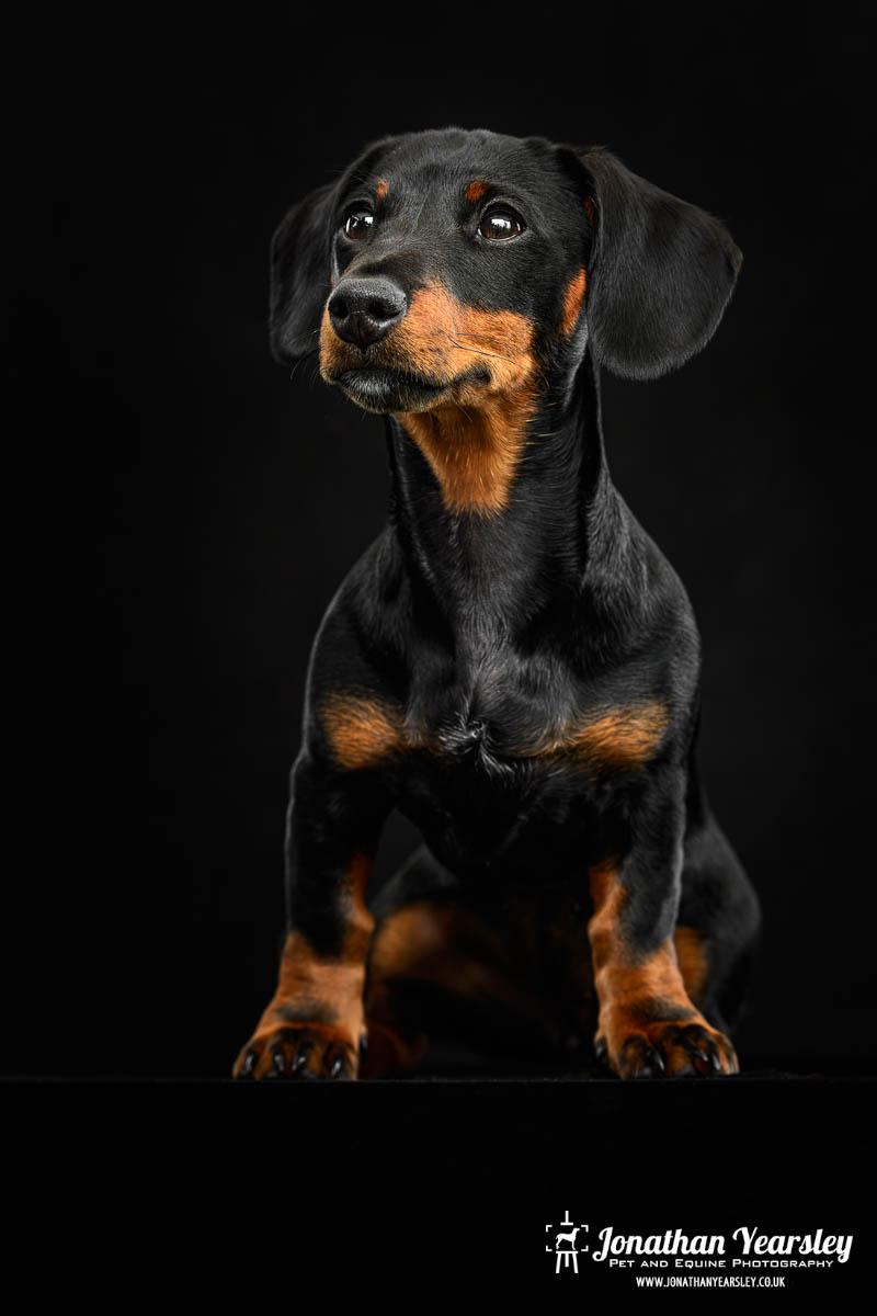 Jonathan Yearsley Chester Dachshund 45