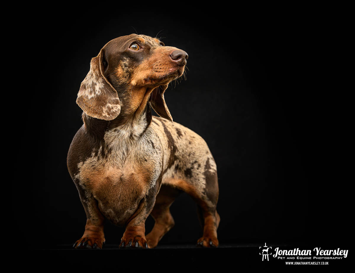 Jonathan Yearsley Chester Dachshund 46