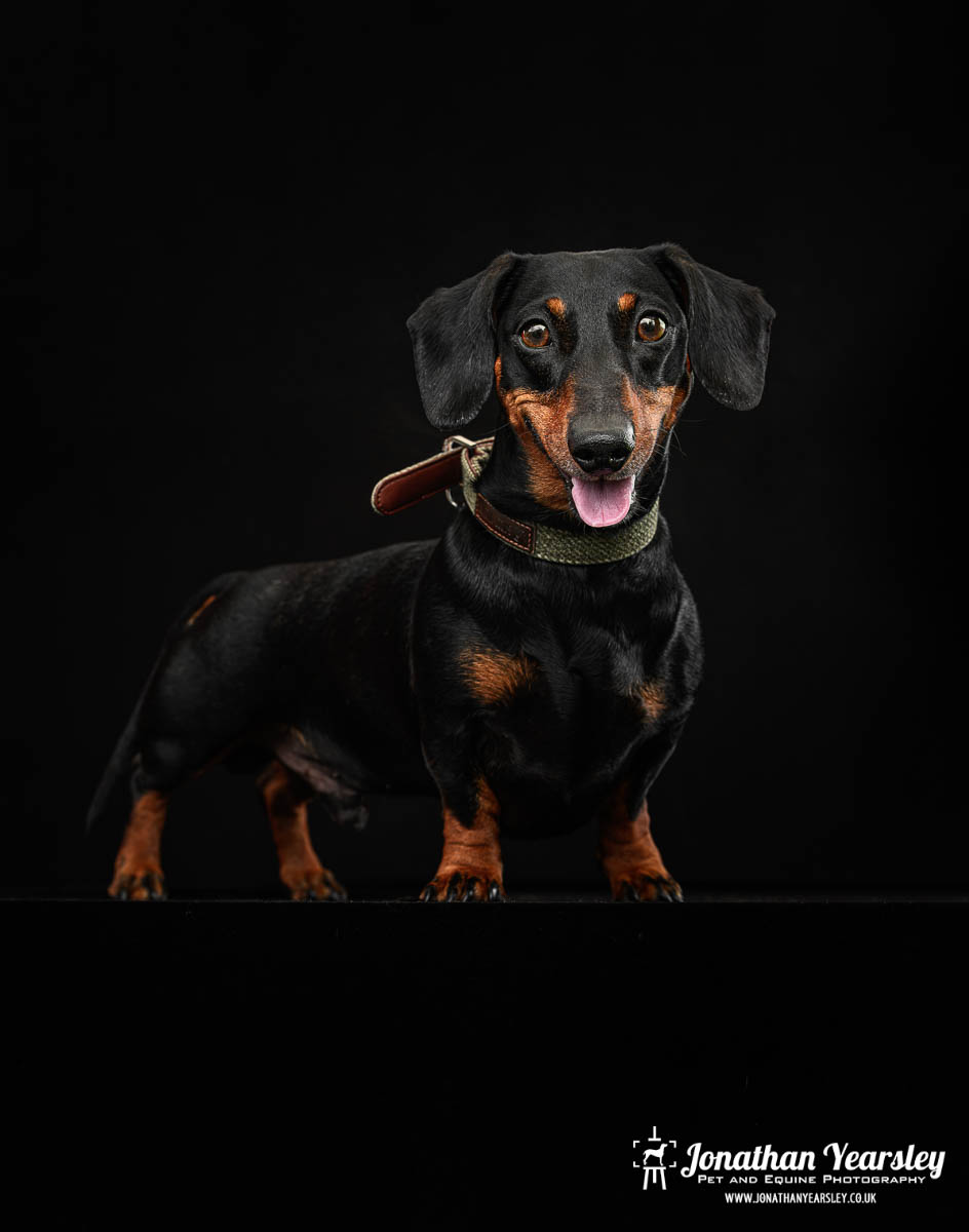 Jonathan Yearsley Chester Dachshund 47