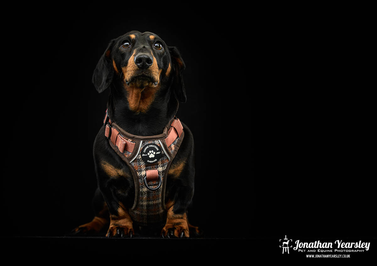 Jonathan Yearsley Chester Dachshund 48