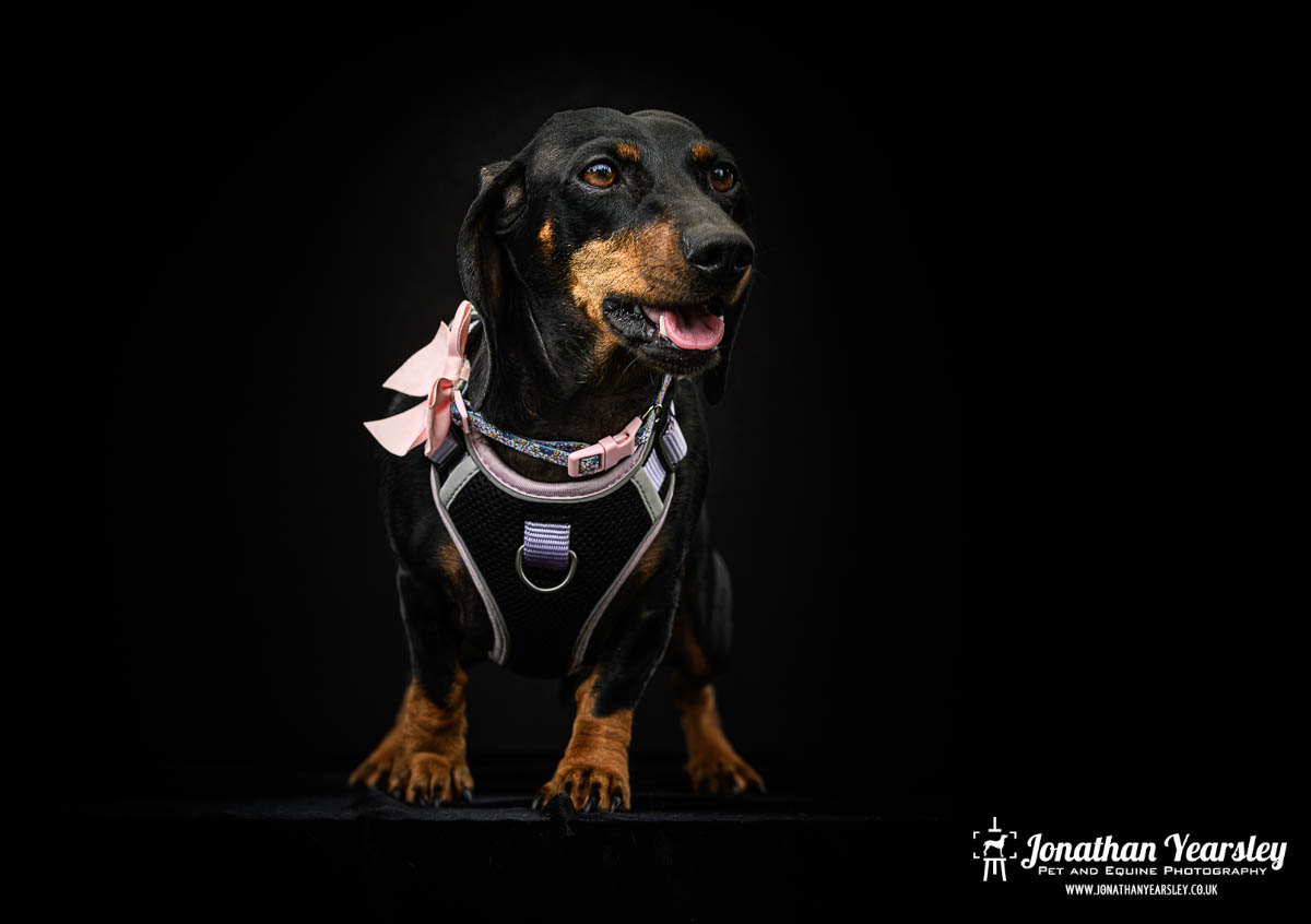 Jonathan Yearsley Chester Dachshund 49
