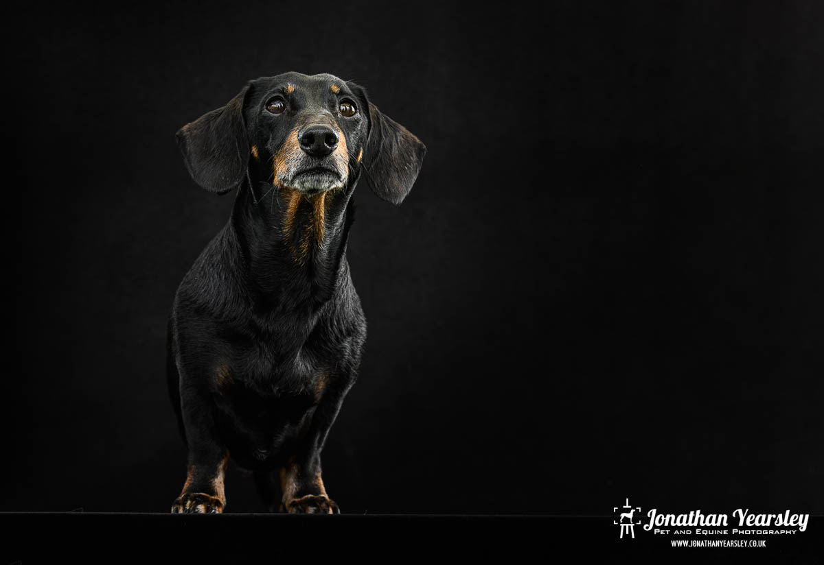 Jonathan Yearsley Chester Dachshund 5