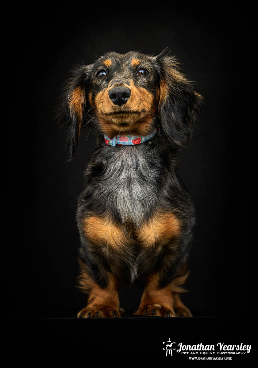 Jonathan Yearsley Chester Dachshund 50