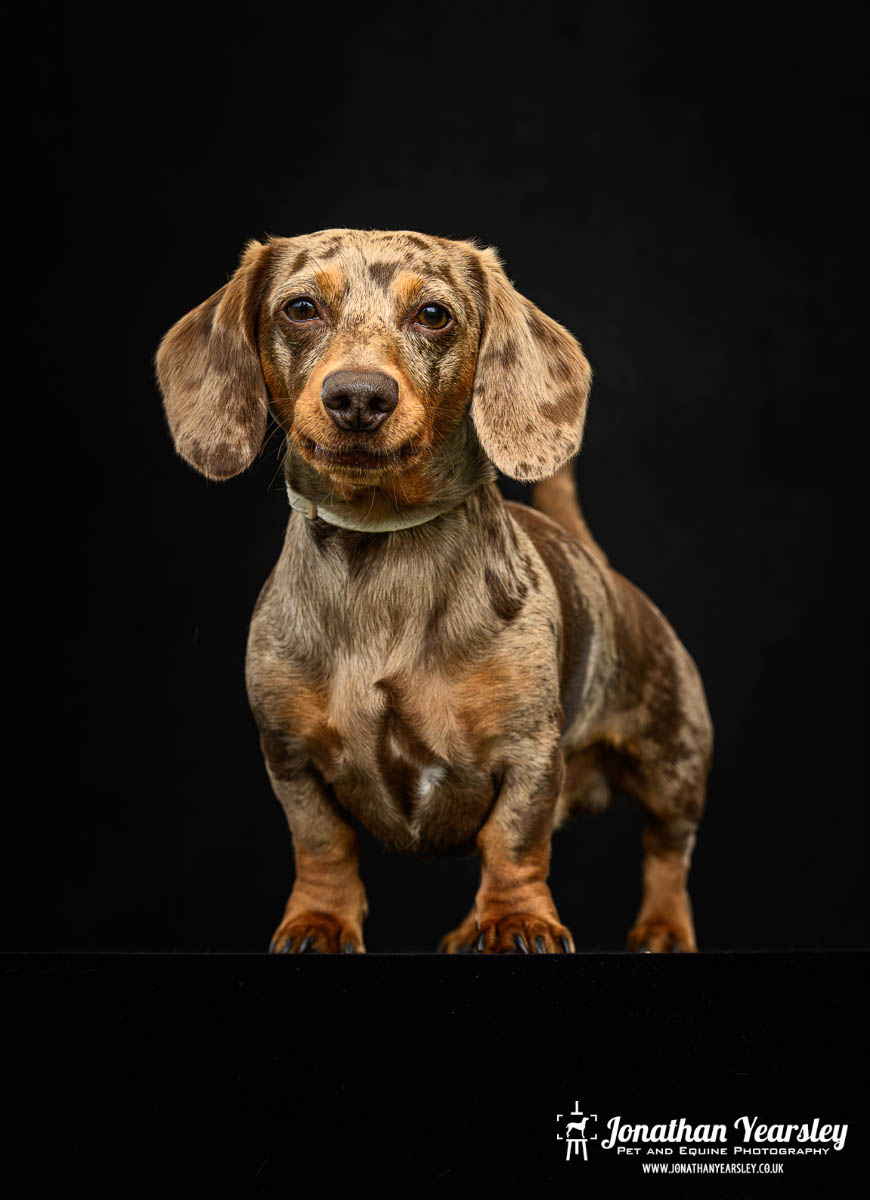 Jonathan Yearsley Chester Dachshund 51