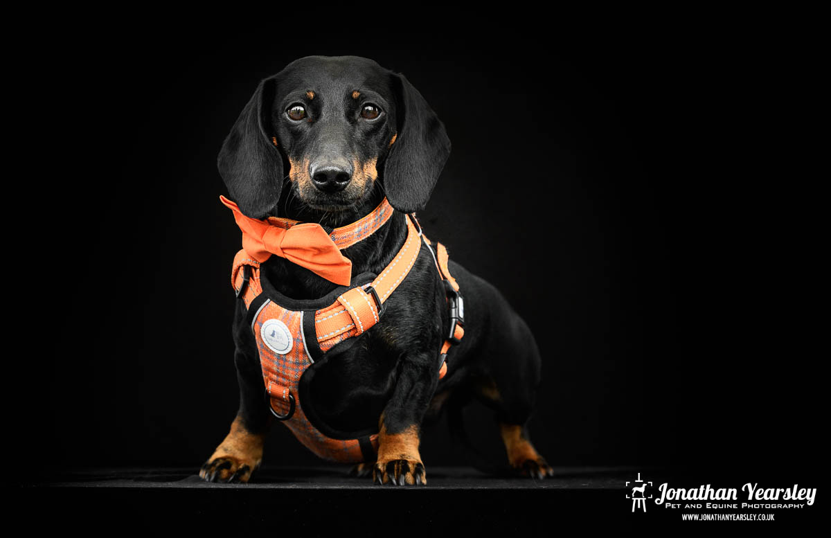 Jonathan Yearsley Chester Dachshund 52