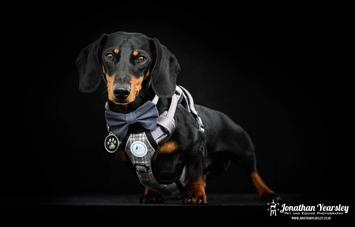 Jonathan Yearsley Chester Dachshund 53