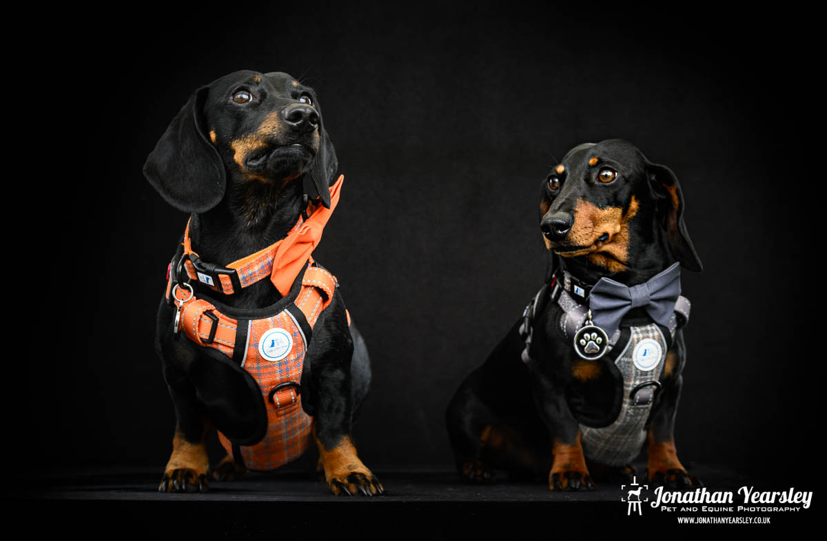 Jonathan Yearsley Chester Dachshund 54