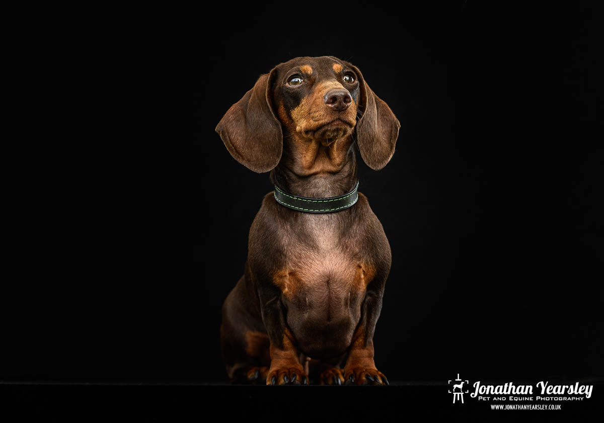 Jonathan Yearsley Chester Dachshund 55
